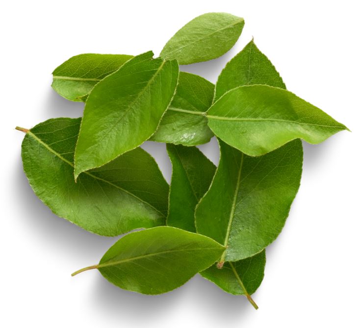 leaves-group.56c67216295.JPG
