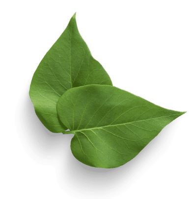 leaves-top-corner.a093f216296.JPG