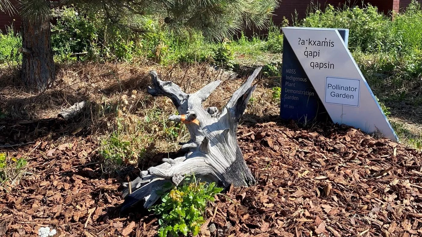 A collection of Mount Baker staff, both past and present, helped prune, mulch, and weed the Indigenous Plant Garden